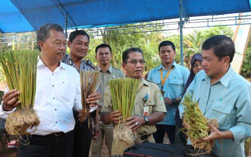 Rumpun padi SRI Organik